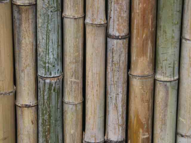 japanese bamboo