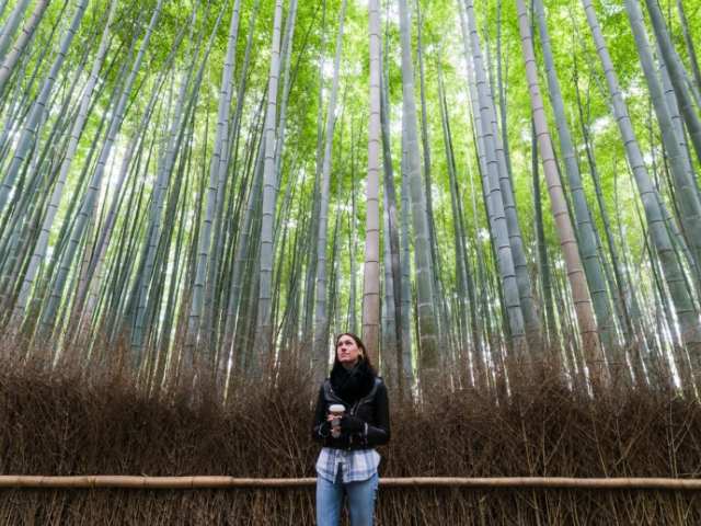 japanese bamboo